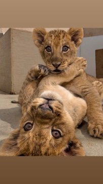 Pina uit Noord-Holland,Nederland